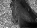 Zodiacon 2012 677.jpg
